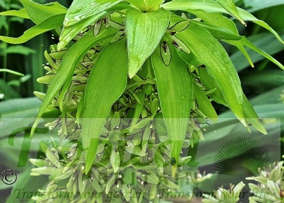 Eucomis bicolor