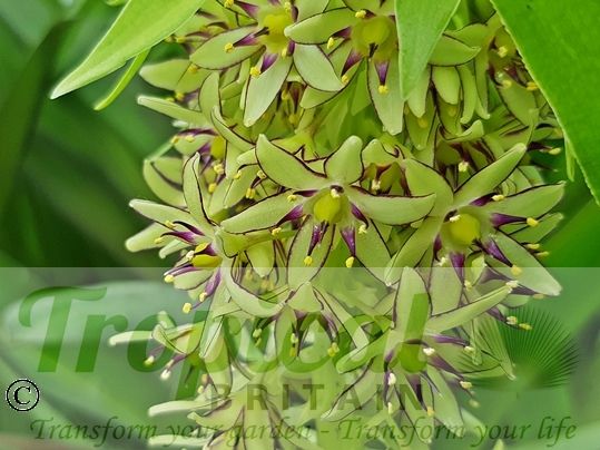 Eucomis bicolor