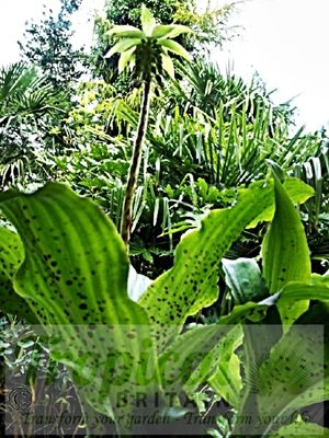 Eucomis bicolor