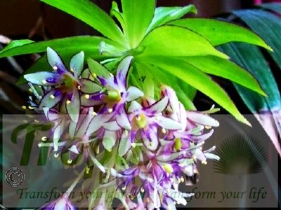 Eucomis bicolor