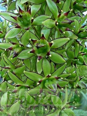 Eucomis bicolor - the flowers turn more green as they mature