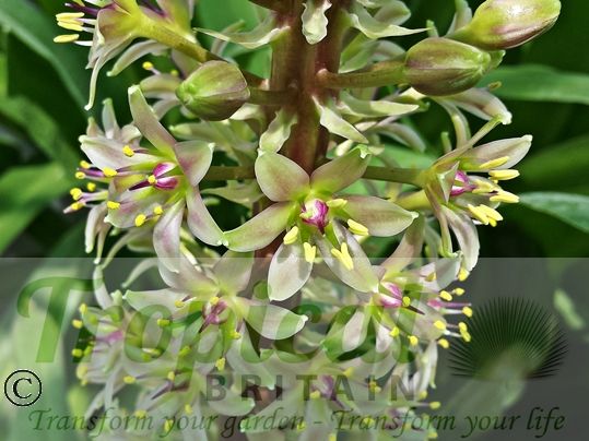 Eucomis comosa 'Oakhurst'