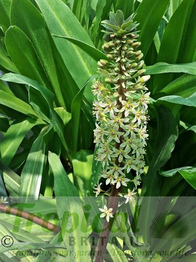 Eucomis comosa 'Oakhurst'