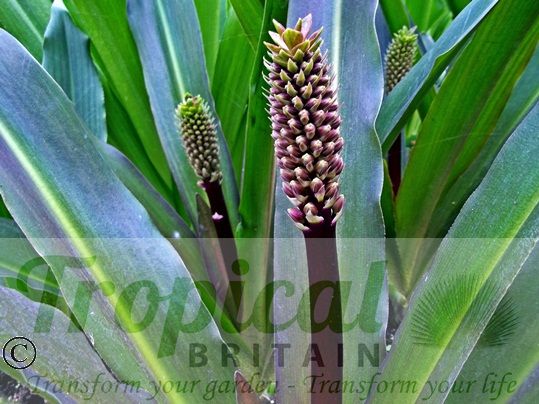 Eucomis comosa 'Sparkling Burgundy'