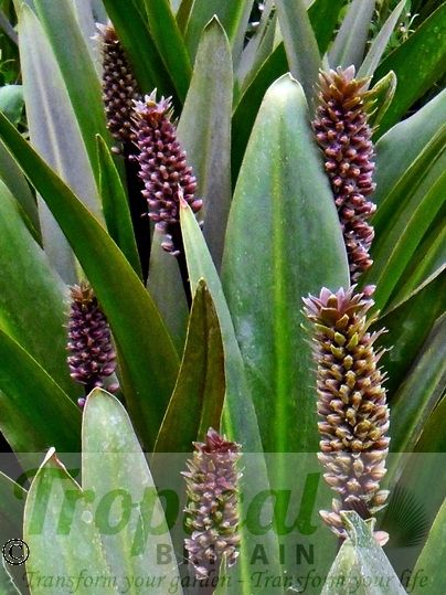 Eucomis comosa 'Sparkling Burgundy'