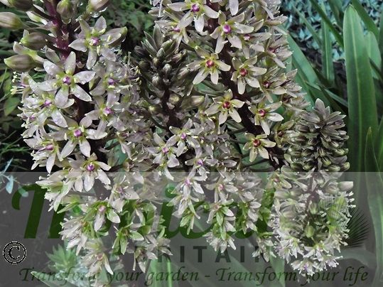 Eucomis comosa 'Sparkling Burgundy'