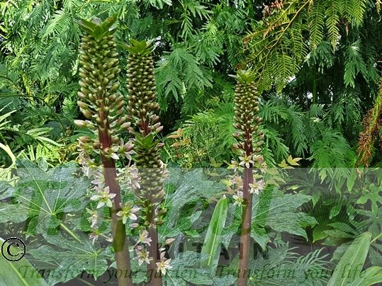 Eucomis comosa 'Sparkling Burgundy'