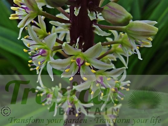 Eucomis comosa 'Sparkling Burgundy'