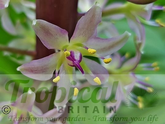 Eucomis comosa 'Sparkling Burgundy'