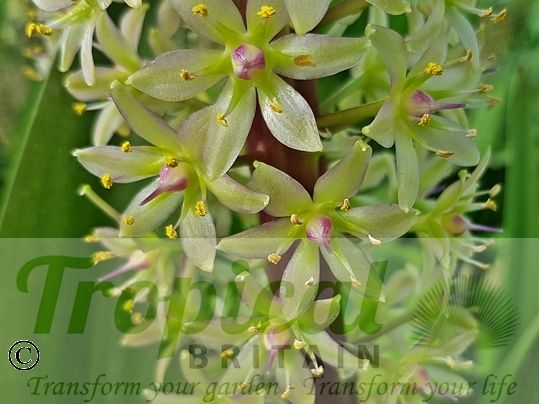 Eucomis comosa 'Sparkling Burgundy'