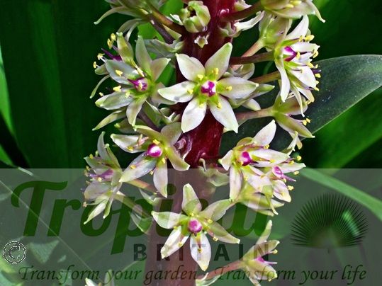 Eucomis comosa 'Sparkling Burgundy'