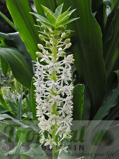 Eucomis 'Kilimanjaro'