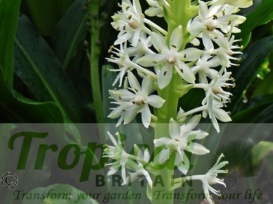 Eucomis 'Kilimanjaro'