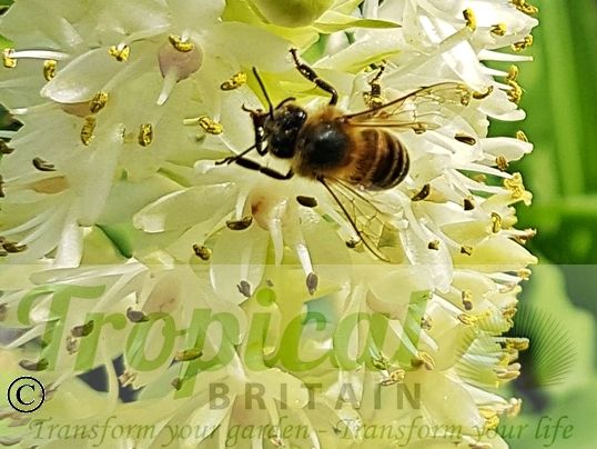 Eucomis 'Kilimanjaro'