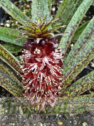 Eucomis vandermerwei 'Octopus'