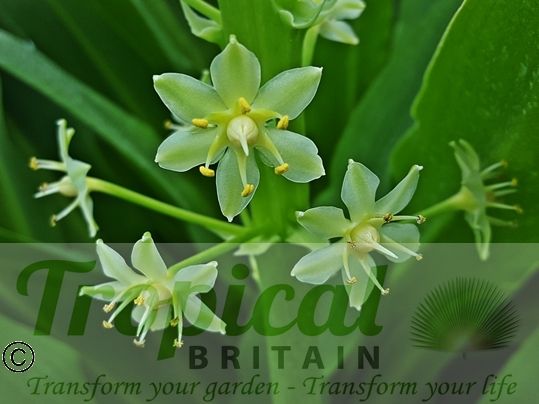 Eucomis pallidiflora ssp. pole-evansii