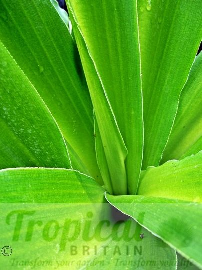 Eucomis pallidiflora ssp. pole-evansii
