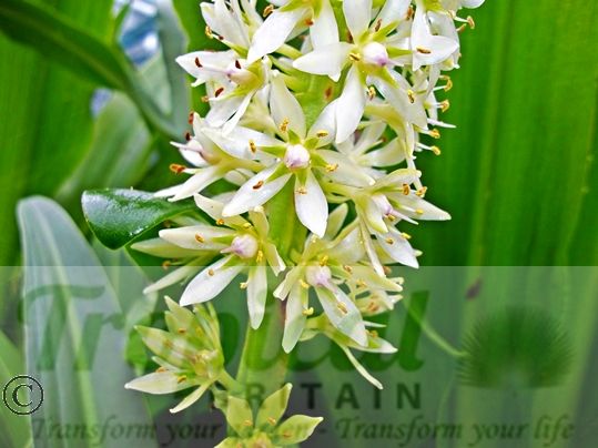 Eucomis pallidiflora ssp. pole-evansii - flowers