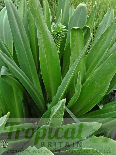 Eucomis pallidiflora ssp. pole-evansii
