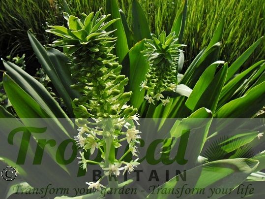 Eucomis pallidiflora ssp. pole-evansii