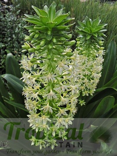 Eucomis pallidiflora ssp. pole-evansii