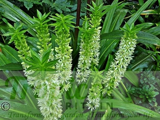 Eucomis pallidiflora ssp. pole-evansii