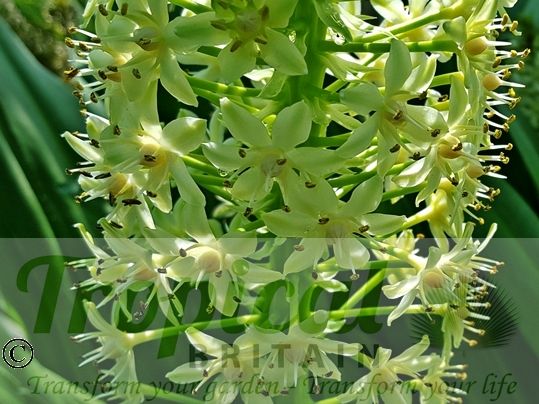 Eucomis pallidiflora ssp. pole-evansii