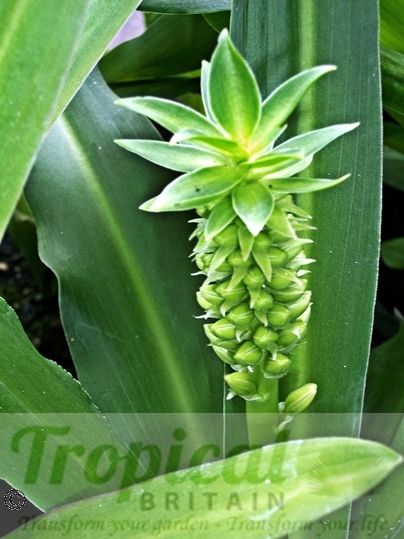 Eucomis pallidiflora ssp. pole-vansii - the flowering raceme just starting to emerge