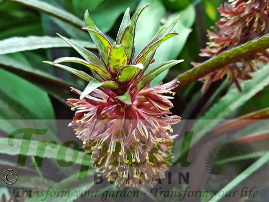 Eucomis vandermerwei 'Octopus'
