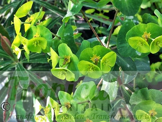 Euphorbia amygdaloides 'Purpurea'