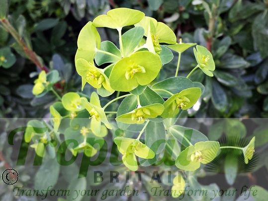 Euphorbia amygdaloides ssp robbiae