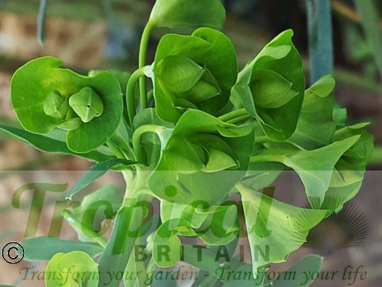 Euphorbia characias ssp. wulfenii
