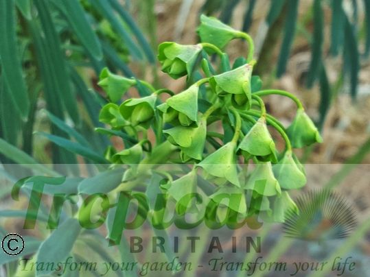 Euphorbia characias ssp. wulfenii