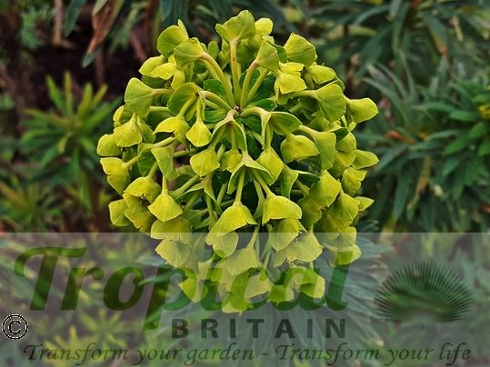 Euphorbia characias ssp. wulfenii