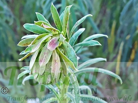 Euphorbia characias ssp. wulfenii - emerging bud in early Spring