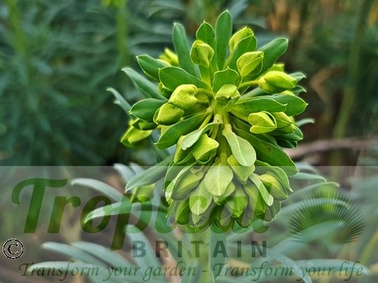 Euphorbia characias ssp. wulfenii