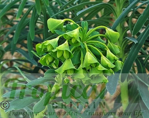 Euphorbia characias ssp. wulfenii