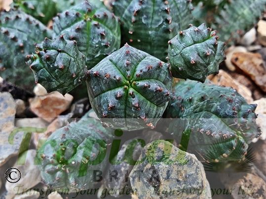 Euphorbia globosa 