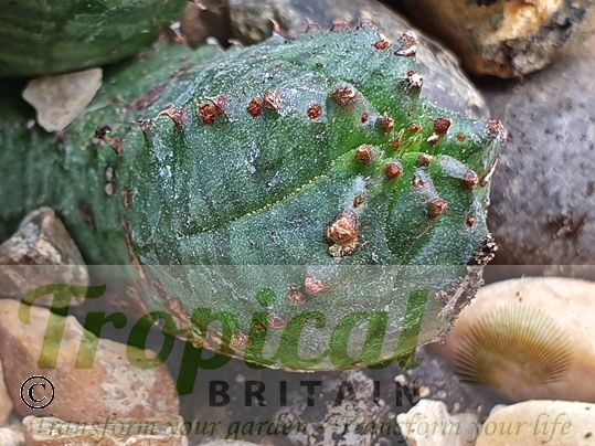 Euphorbia globosa 