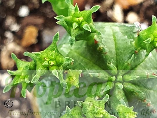 Euphorbia globosa - new segments forming
