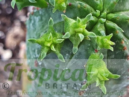 Euphorbia globosa - new segments forming
