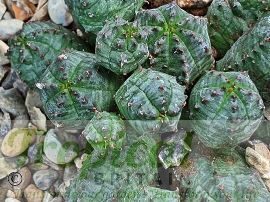 Euphorbia globosa 