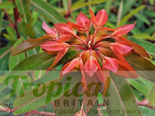 Euphorbia griffithii 'Fireglow'