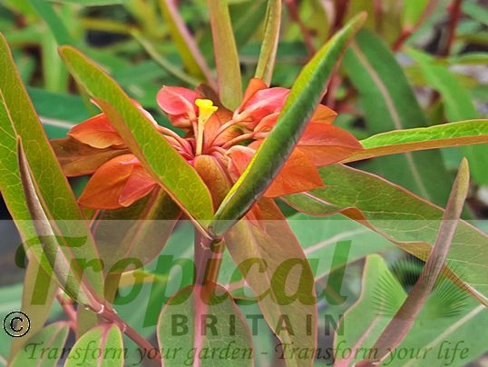 Euphorbia griffithii 'Fireglow'