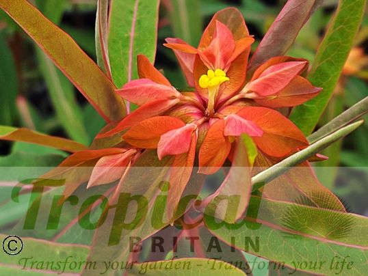 Euphorbia griffithii 'Fireglow'