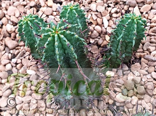 Euphorbia horrida