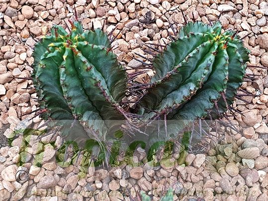 Euphorbia horrida