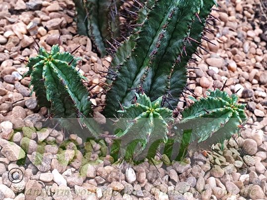 Euphorbia horrida