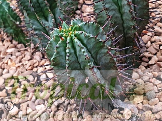 Euphorbia horrida