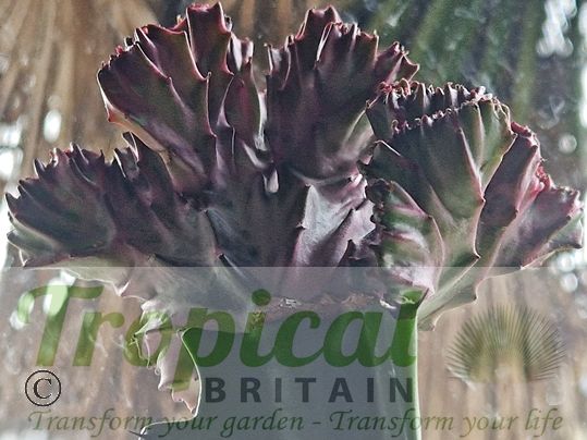 Euphorbia lactea f. cristata